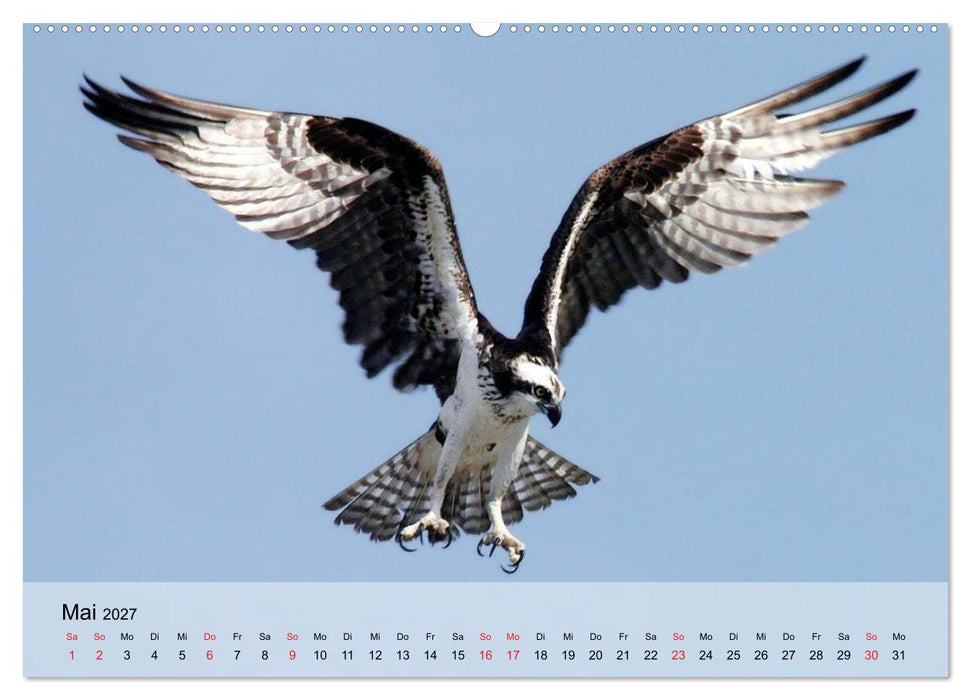 Falken und Greifvögel. Edle Jäger (CALVENDO Wandkalender 2027)