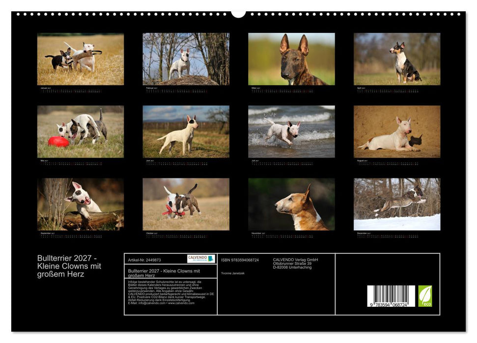 Bullterrier 2027 - Kleine Clowns mit großem Herz (CALVENDO Premium Wandkalender 2027)