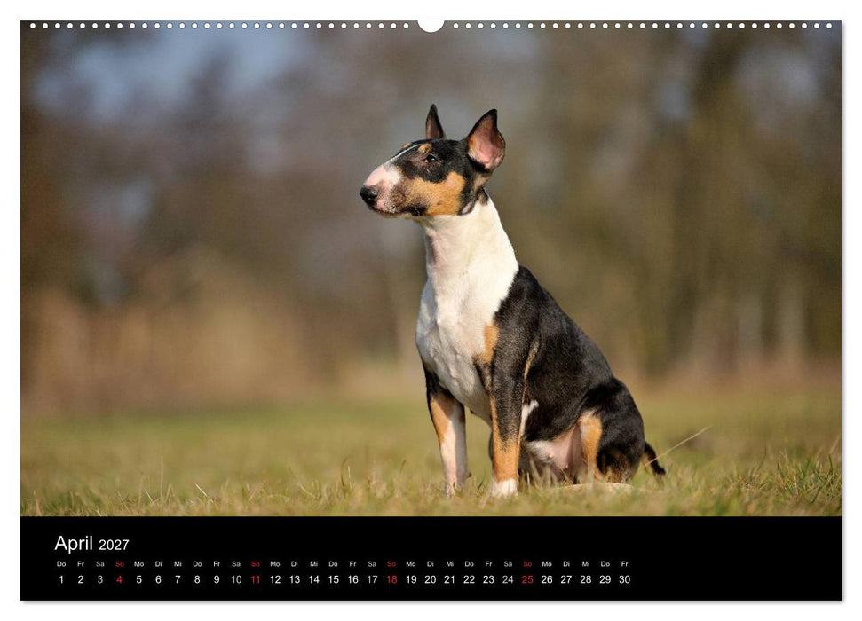 Bullterrier 2027 - Kleine Clowns mit großem Herz (CALVENDO Premium Wandkalender 2027)