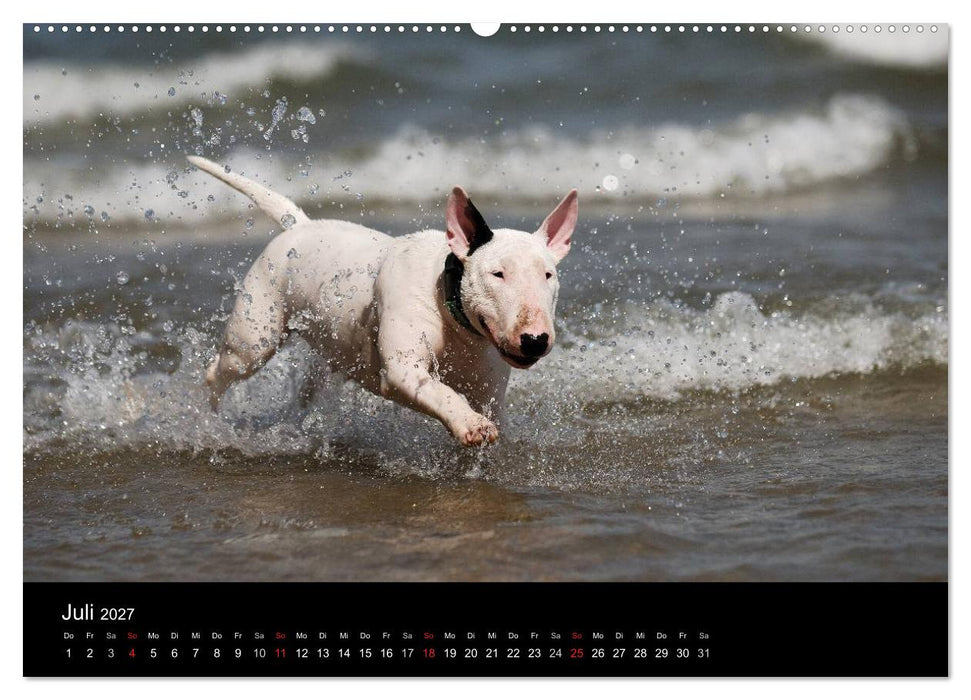 Bullterrier 2027 - Kleine Clowns mit großem Herz (CALVENDO Premium Wandkalender 2027)