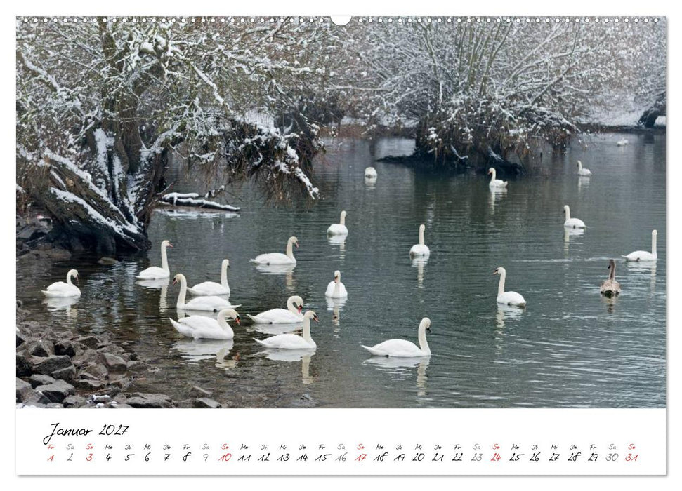 Ein Jahr mit den Schwänen (CALVENDO Wandkalender 2027)