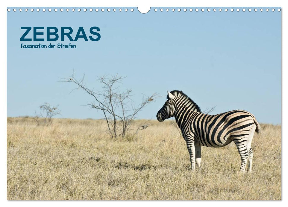 Zebras - Faszination der Streifen (CALVENDO Wandkalender 2027)