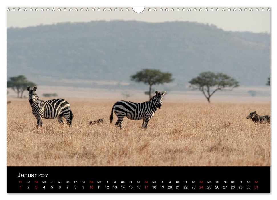 Zebras - Faszination der Streifen (CALVENDO Wandkalender 2027)