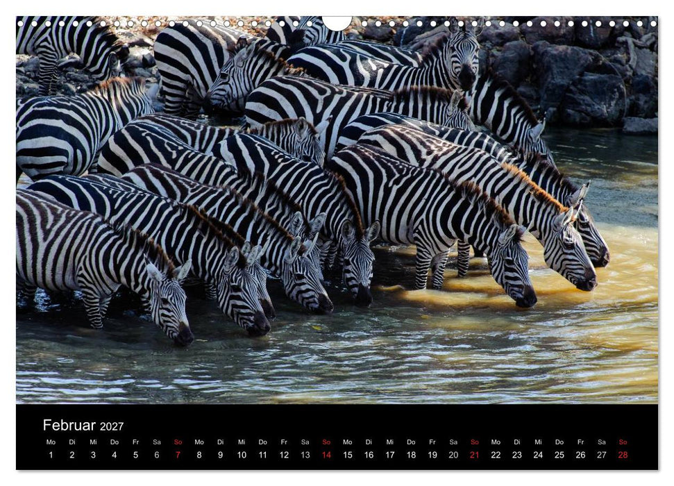 Zebras - Faszination der Streifen (CALVENDO Wandkalender 2027)