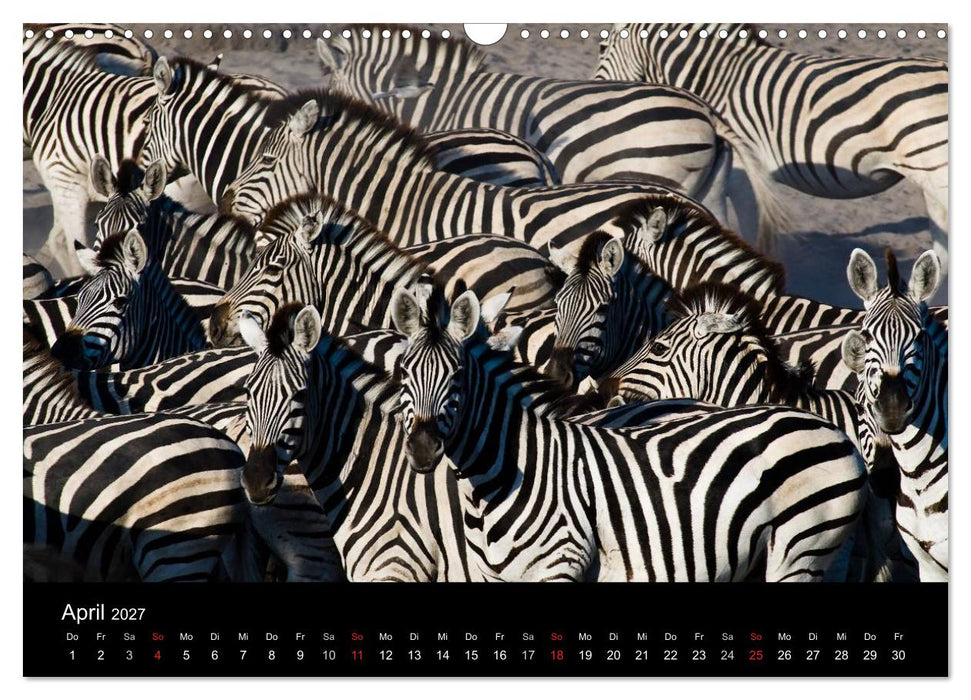 Zebras - Faszination der Streifen (CALVENDO Wandkalender 2027)