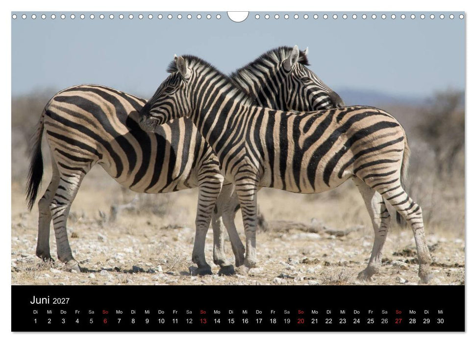 Zebras - Faszination der Streifen (CALVENDO Wandkalender 2027)