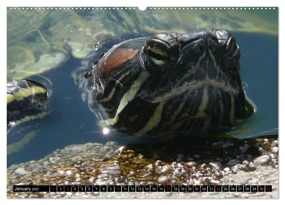 Turtles and Tortoises - Armored pacifists (CALVENDO Premium-Calendar 2027)