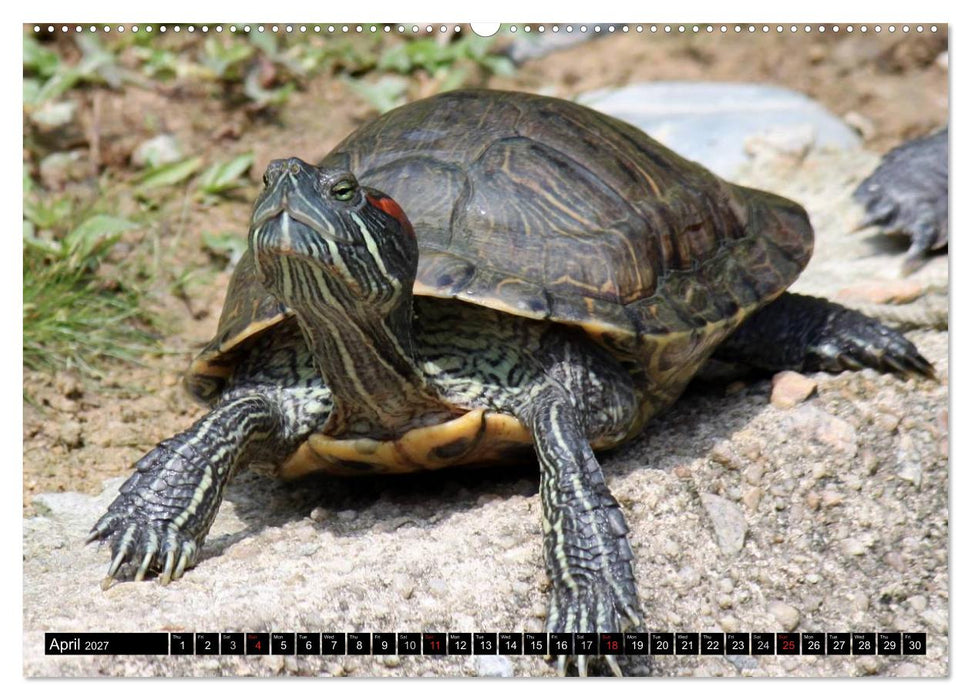 Turtles and Tortoises - Armored pacifists (CALVENDO Premium-Calendar 2027)