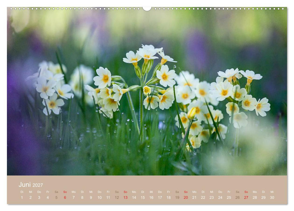 WILDE NAHRUNG (CALVENDO Premium Wandkalender 2027)