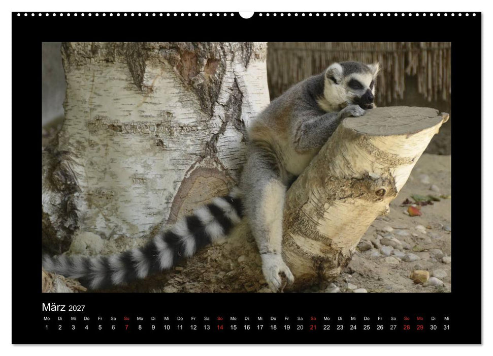 Bitte nicht stören... hier träumen Tiere (CALVENDO Wandkalender 2027)