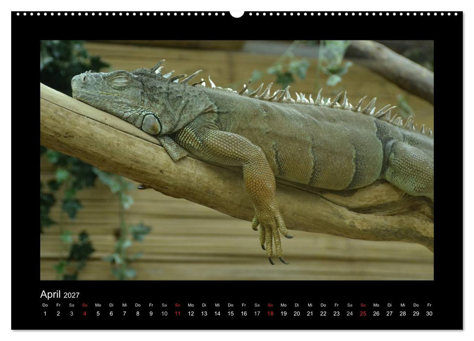 Bitte nicht stören... hier träumen Tiere (CALVENDO Wandkalender 2027)
