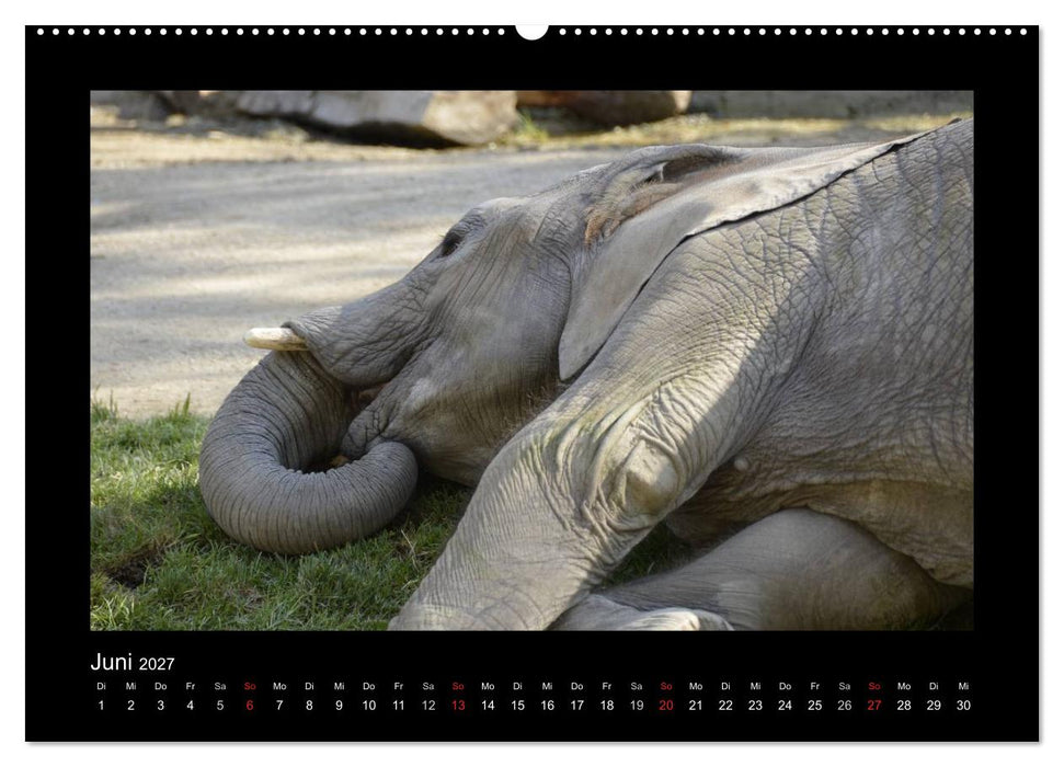 Bitte nicht stören... hier träumen Tiere (CALVENDO Wandkalender 2027)