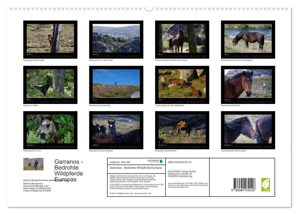 Garranos - Bedrohte Wildpferde Europas (CALVENDO Premium Wandkalender 2027)