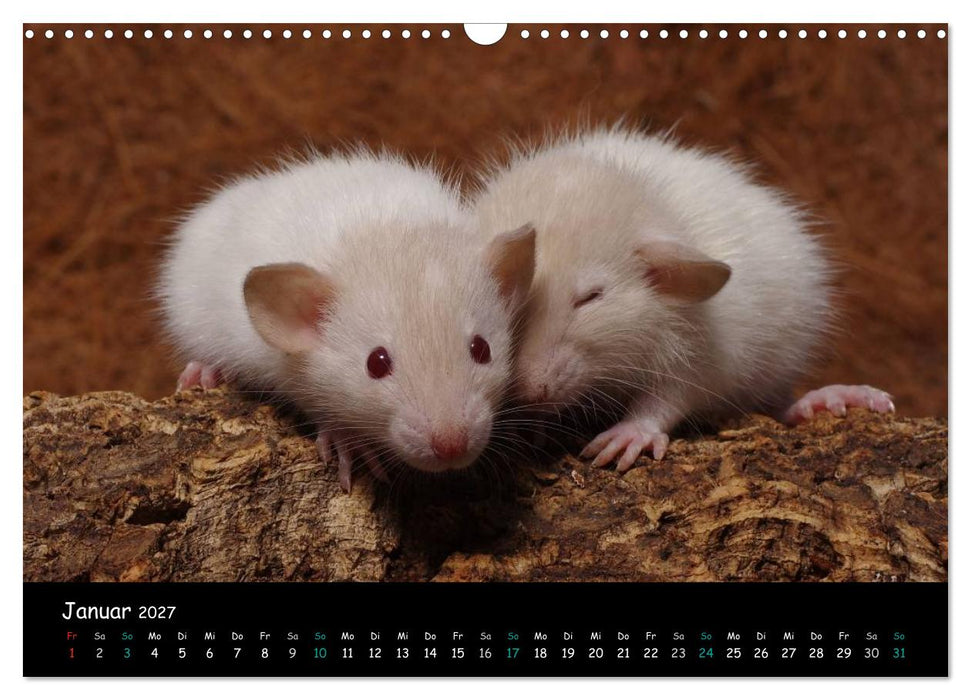Fellnasen. Die bunte Welt der Farbratten. (CALVENDO Wandkalender 2027)