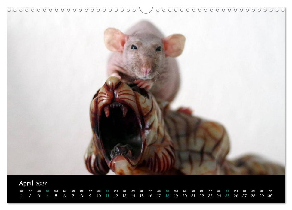Fellnasen. Die bunte Welt der Farbratten. (CALVENDO Wandkalender 2027)