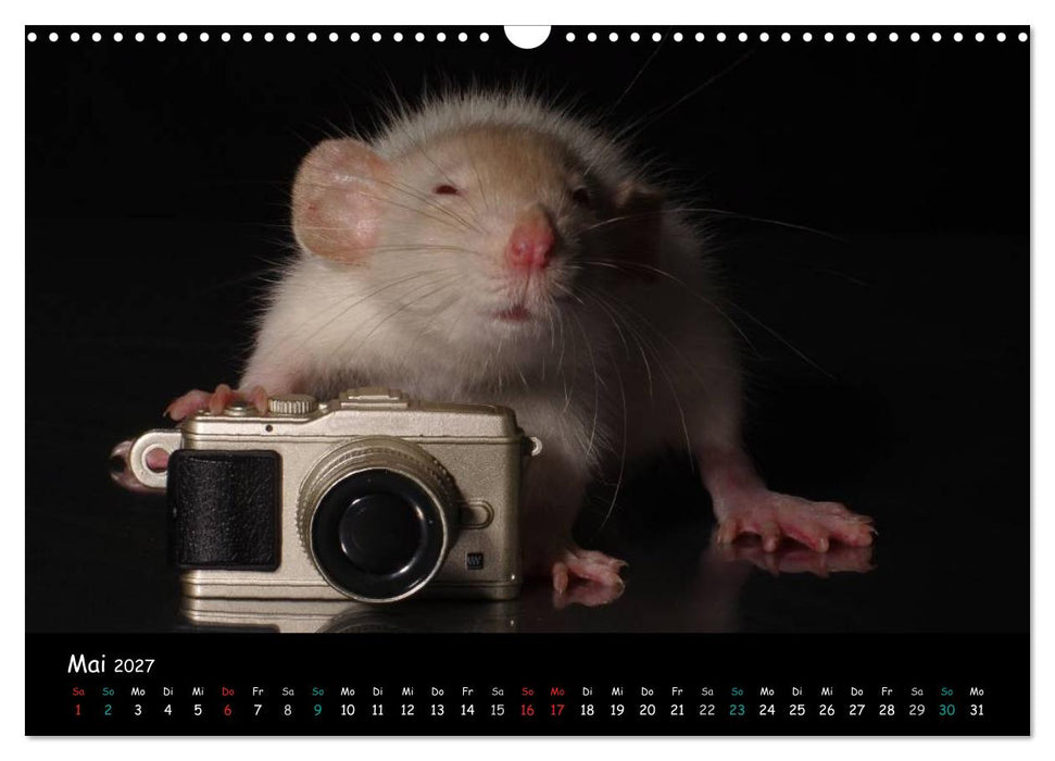 Fellnasen. Die bunte Welt der Farbratten. (CALVENDO Wandkalender 2027)
