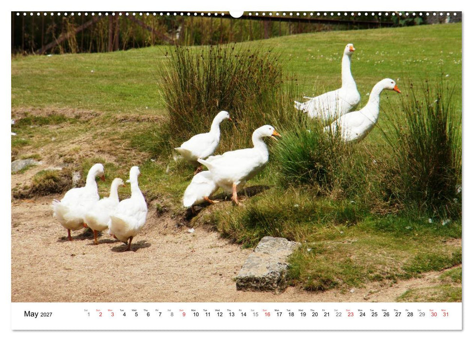 Charming - Mystic Devon Dartmoor, South England (CALVENDO Premium-Calendar 2027)