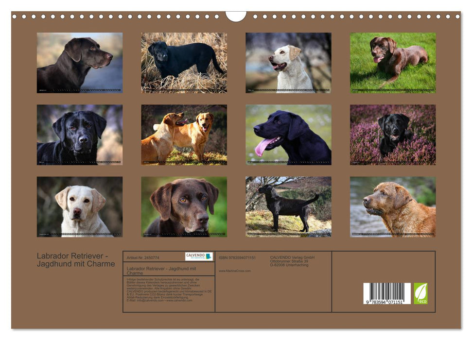 Labrador Retriever - Jagdhund mit Charme (CALVENDO Wandkalender 2027)