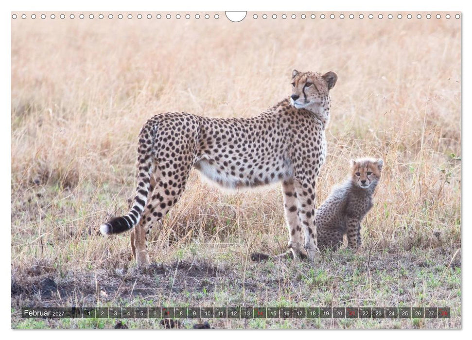 Raubkatzen Afrikas (CALVENDO Wandkalender 2027)