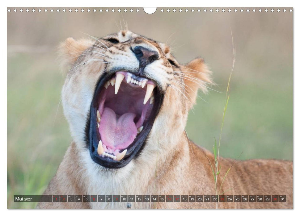 Raubkatzen Afrikas (CALVENDO Wandkalender 2027)