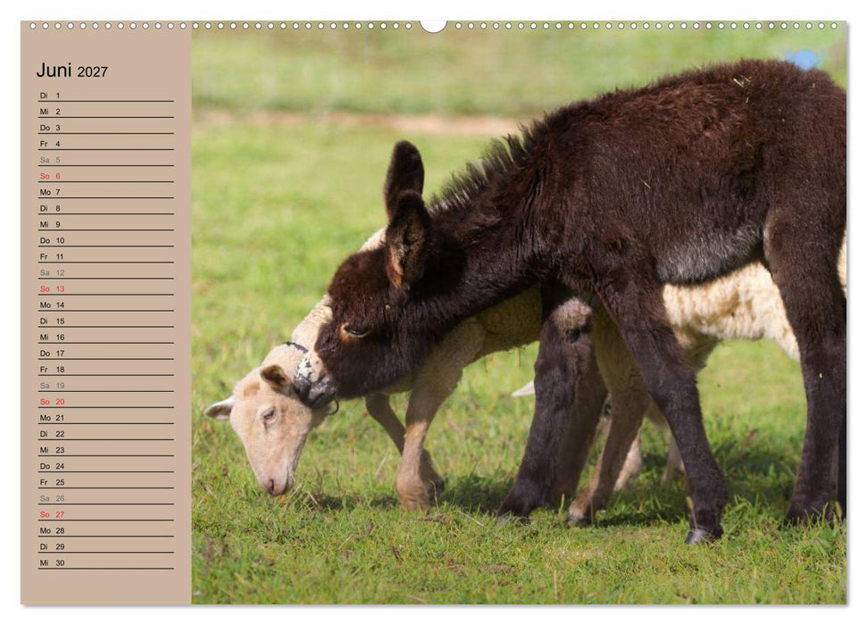 Das Esel-Paradies - Hunde und andere Feunde (CALVENDO Wandkalender 2027)
