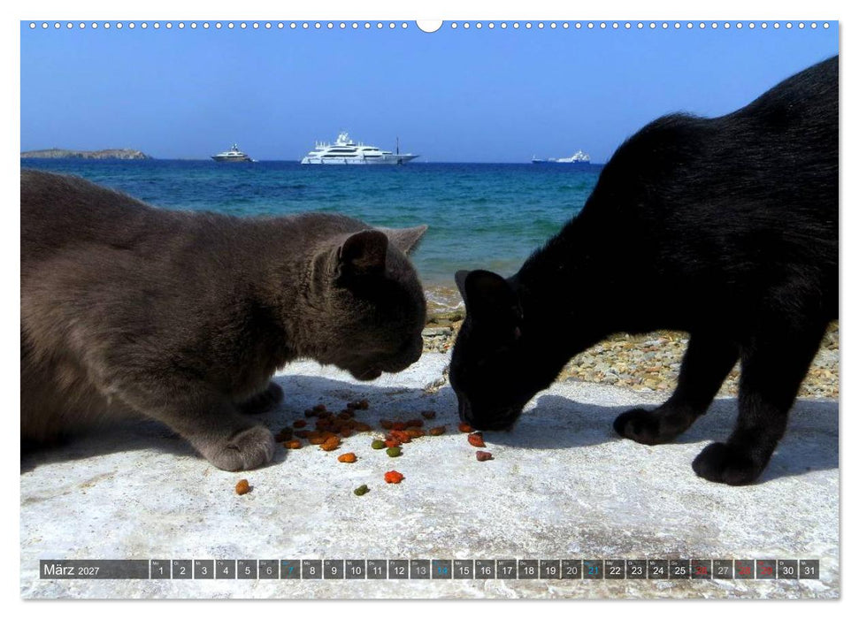 SAMTPFOTEN auf Mykonos (CALVENDO Premium Wandkalender 2027)