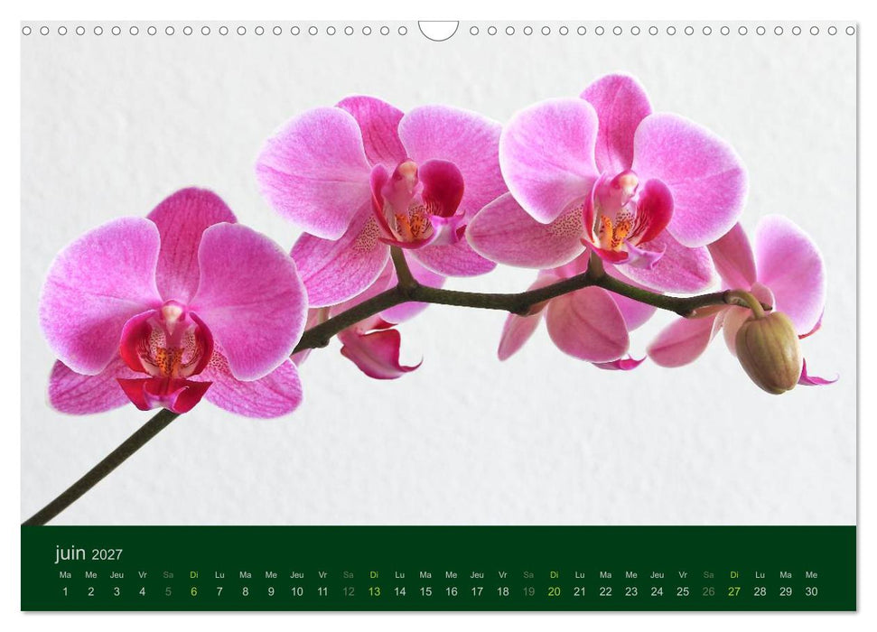Les Orchidées (CALVENDO Calendrier mensuel 2027)