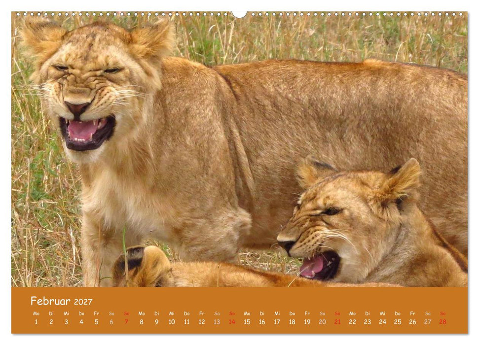 Auge in Auge mit den Tieren Afrikas (CALVENDO Premium Wandkalender 2027)