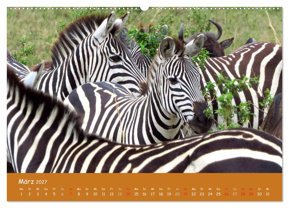 Auge in Auge mit den Tieren Afrikas (CALVENDO Premium Wandkalender 2027)