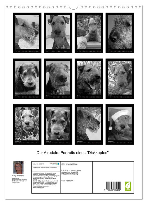 Der Airedale: Portraits eines "Dickkopfes" (CALVENDO Wandkalender 2027)