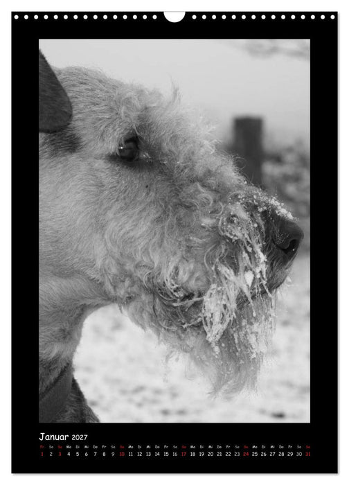 Der Airedale: Portraits eines "Dickkopfes" (CALVENDO Wandkalender 2027)