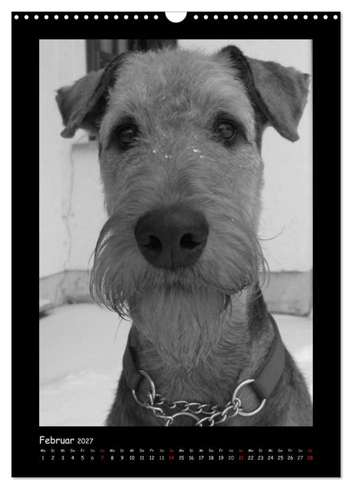 Der Airedale: Portraits eines "Dickkopfes" (CALVENDO Wandkalender 2027)