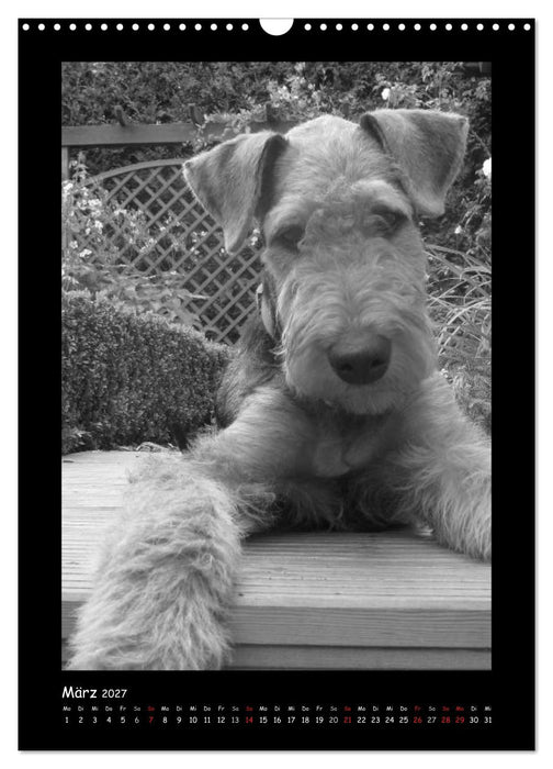 Der Airedale: Portraits eines "Dickkopfes" (CALVENDO Wandkalender 2027)
