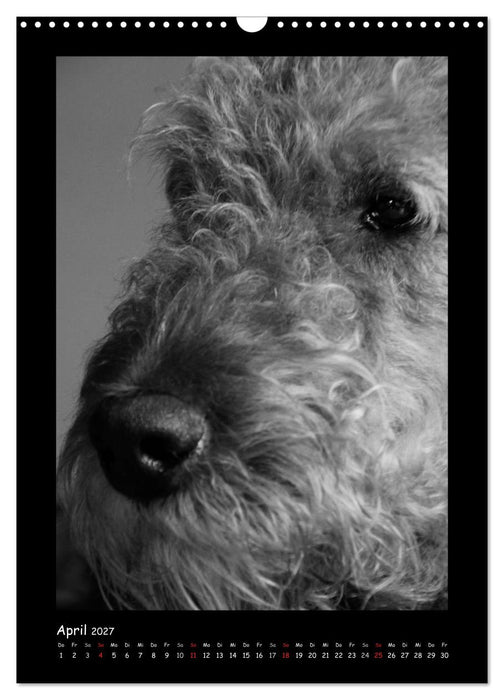 Der Airedale: Portraits eines "Dickkopfes" (CALVENDO Wandkalender 2027)