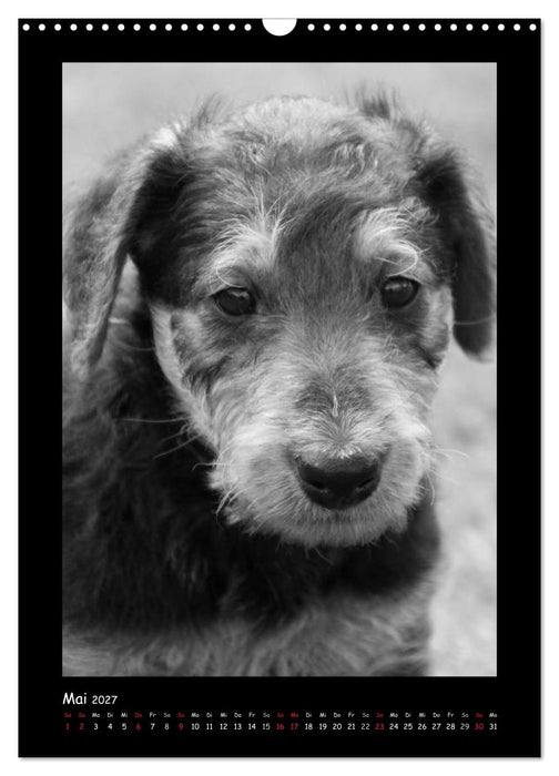 Der Airedale: Portraits eines "Dickkopfes" (CALVENDO Wandkalender 2027)