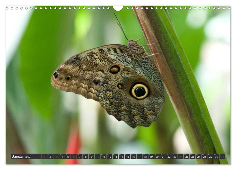 COSTA RICA - PURA VIDA (CALVENDO Wandkalender 2027)