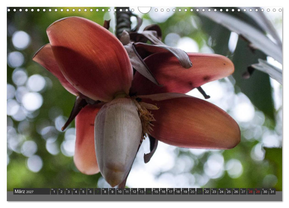 COSTA RICA - PURA VIDA (CALVENDO Wandkalender 2027)