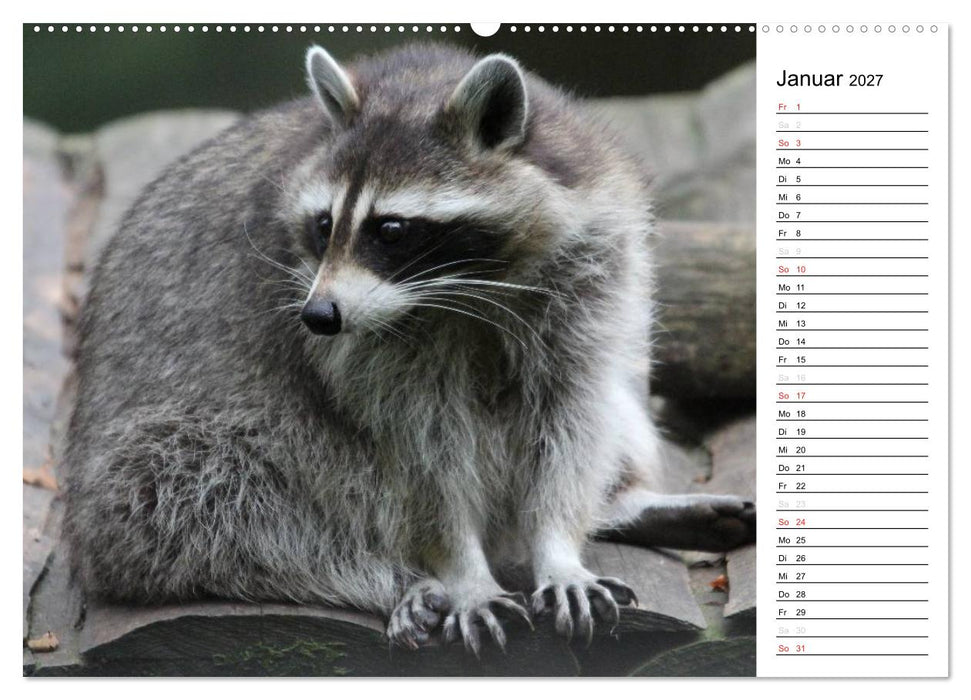 Der kleine Räuber mit Maske - Waschbären (CALVENDO Wandkalender 2027)