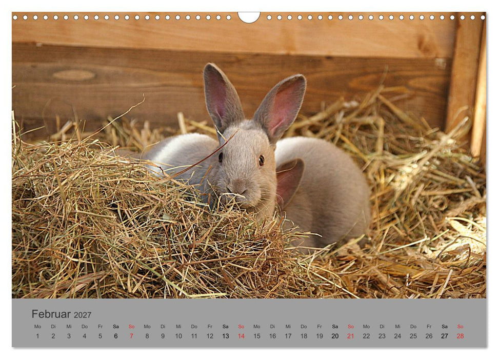 Rex - Kaninchen (CALVENDO Wandkalender 2027)