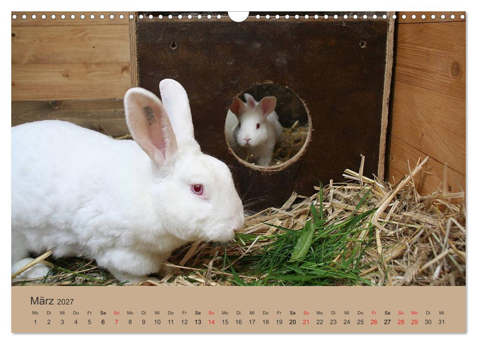 Rex - Kaninchen (CALVENDO Wandkalender 2027)