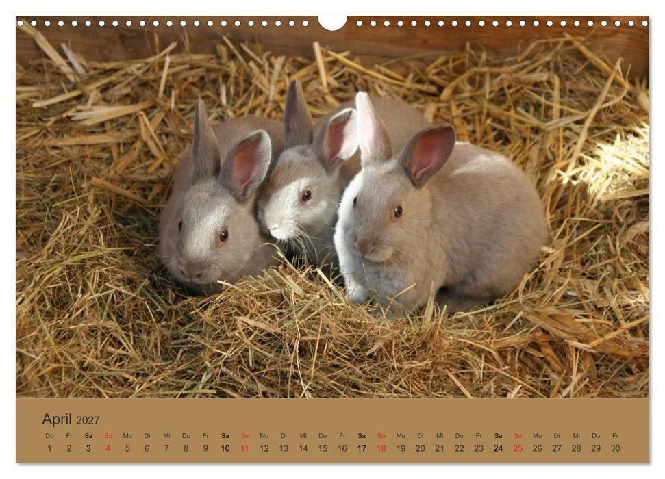 Rex - Kaninchen (CALVENDO Wandkalender 2027)