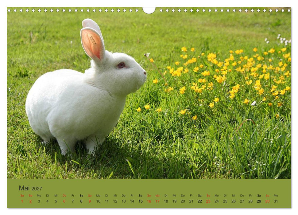 Rex - Kaninchen (CALVENDO Wandkalender 2027)