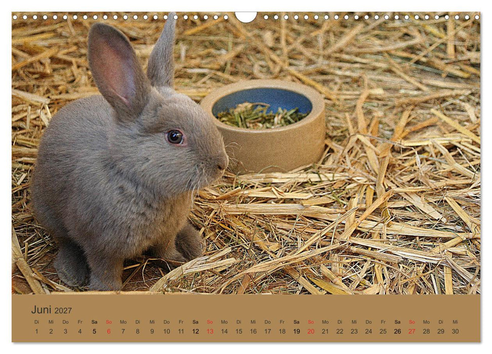 Rex - Kaninchen (CALVENDO Wandkalender 2027)
