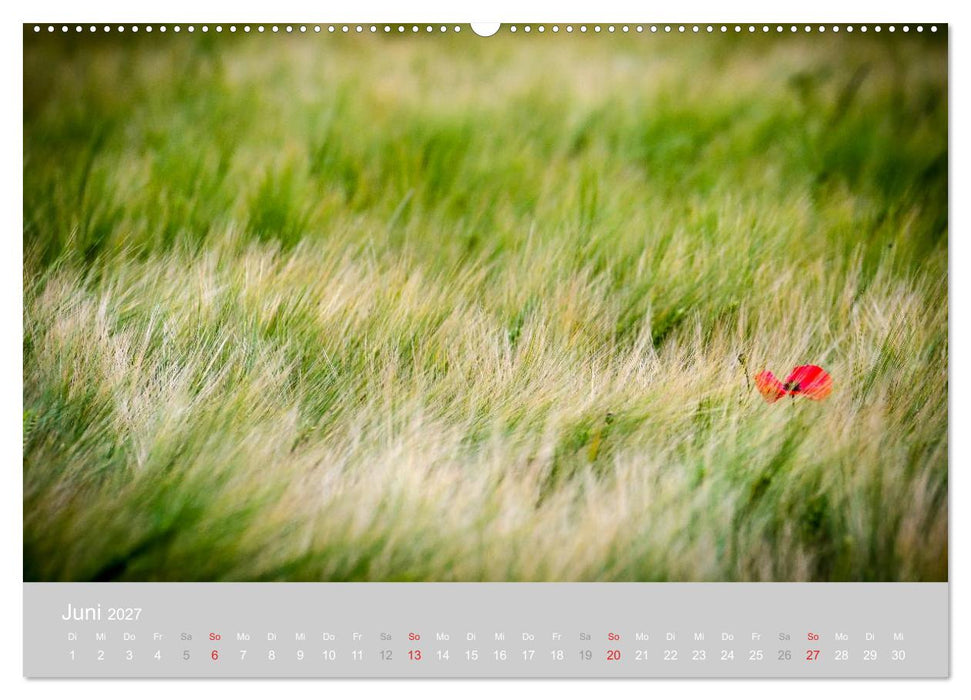 Zauber des Mohns (CALVENDO Wandkalender 2027)