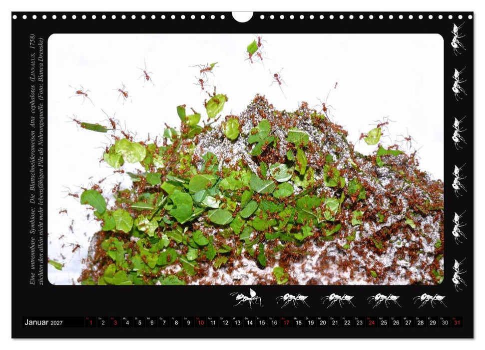 AntsNature - Faszination Ameisen (CALVENDO Wandkalender 2027)