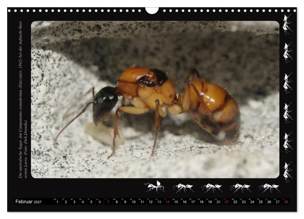 AntsNature - Faszination Ameisen (CALVENDO Wandkalender 2027)
