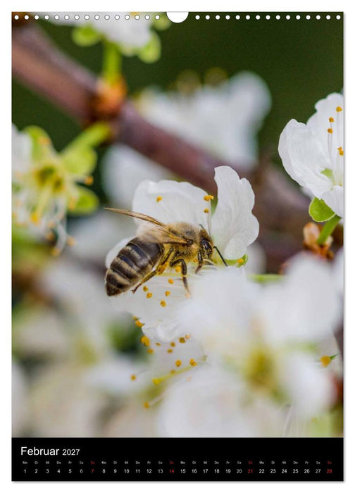 Bienen (CALVENDO Wandkalender 2027)
