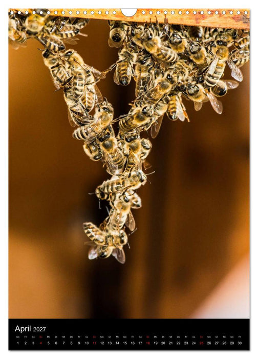 Bienen (CALVENDO Wandkalender 2027)