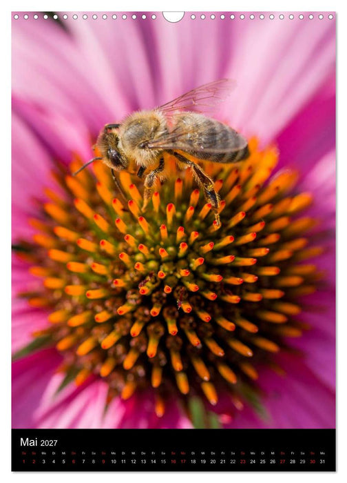 Bienen (CALVENDO Wandkalender 2027)