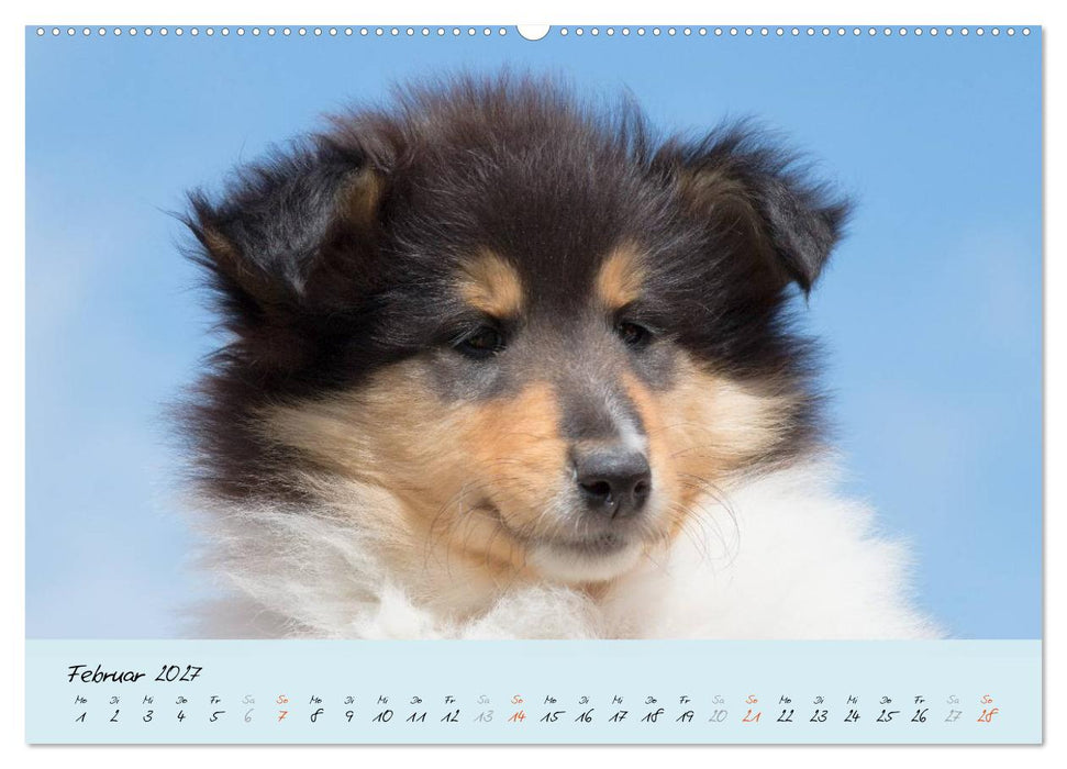 Collie Welpen zum Verlieben (CALVENDO Wandkalender 2027)